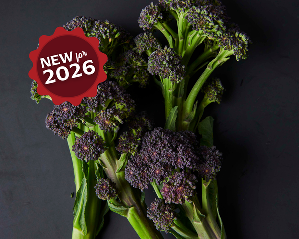 Burgundy Hybrid Broccoli Seeds — Seeds 'n Such