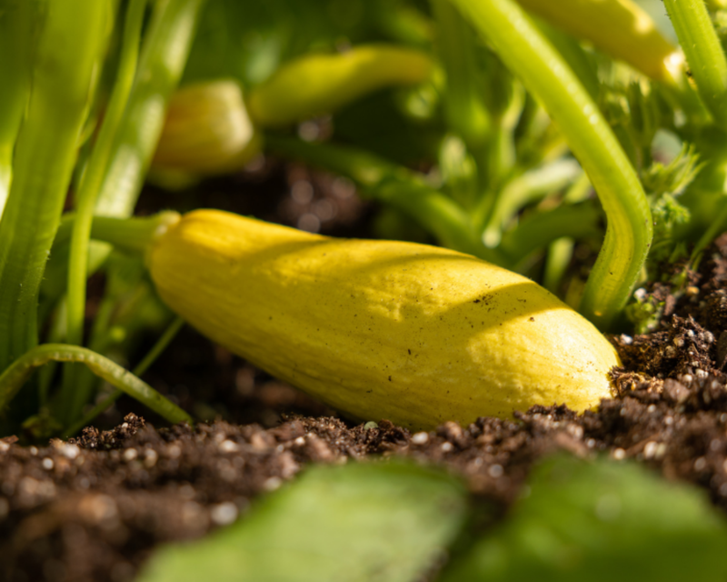 Enterprise Hybrid Squash Seeds