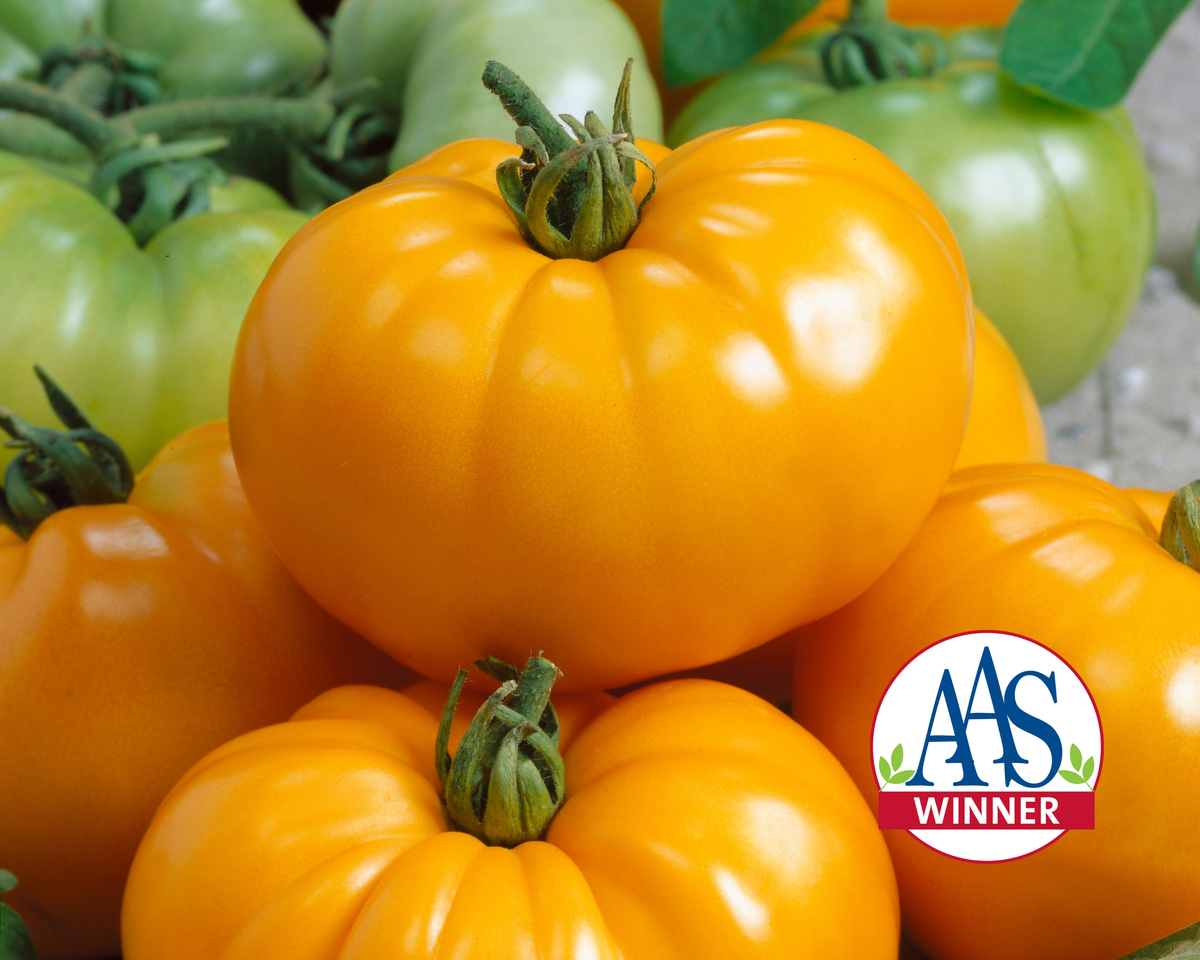 Chef's™ Choice Yellow Hybrid Slicing VFT Tomato Seeds