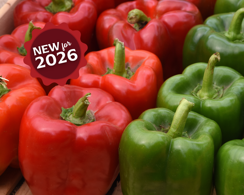 Bulk: Kickstart Hybrid Pepper Seeds