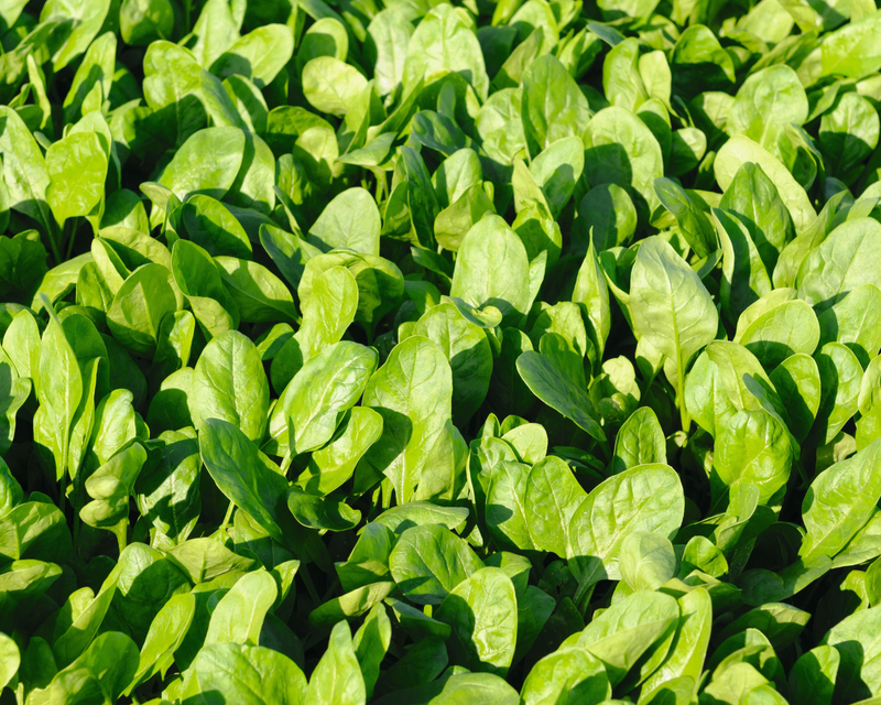spinach plant from seed Space Hybrid Spinach Seeds — Seeds 'n Such