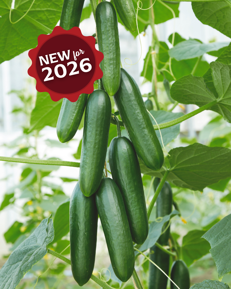 Bulk: Snack Hybrid Cucumber Seeds