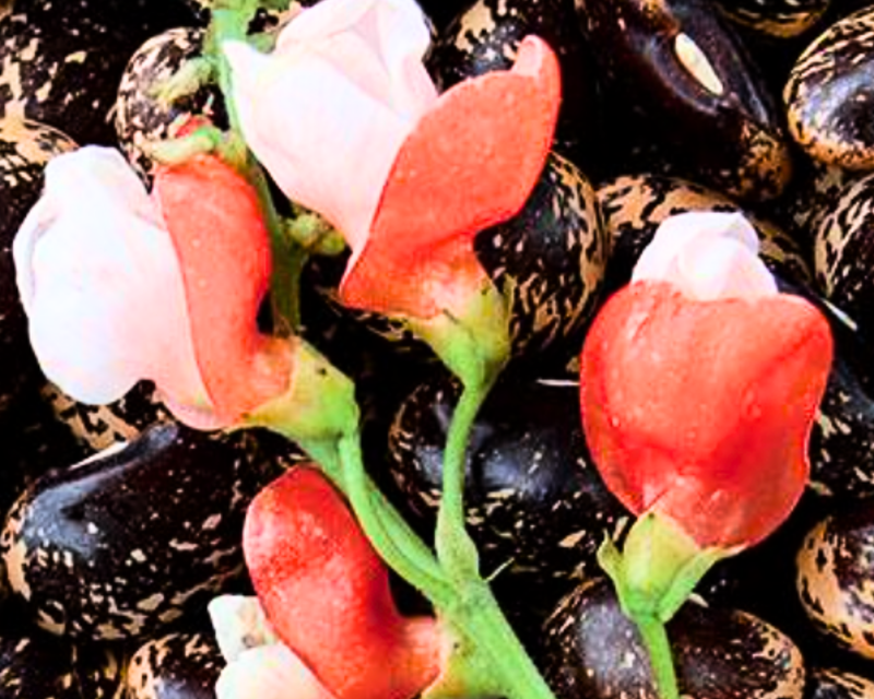 Bulk: Painted Lady Runner Bean Seeds
