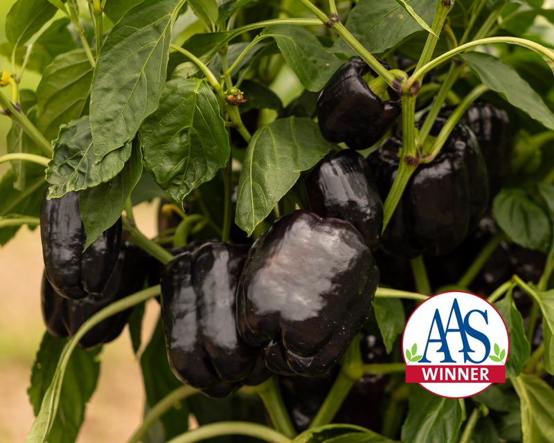 Dragonfly Hybrid Purple Bell Pepper Seeds