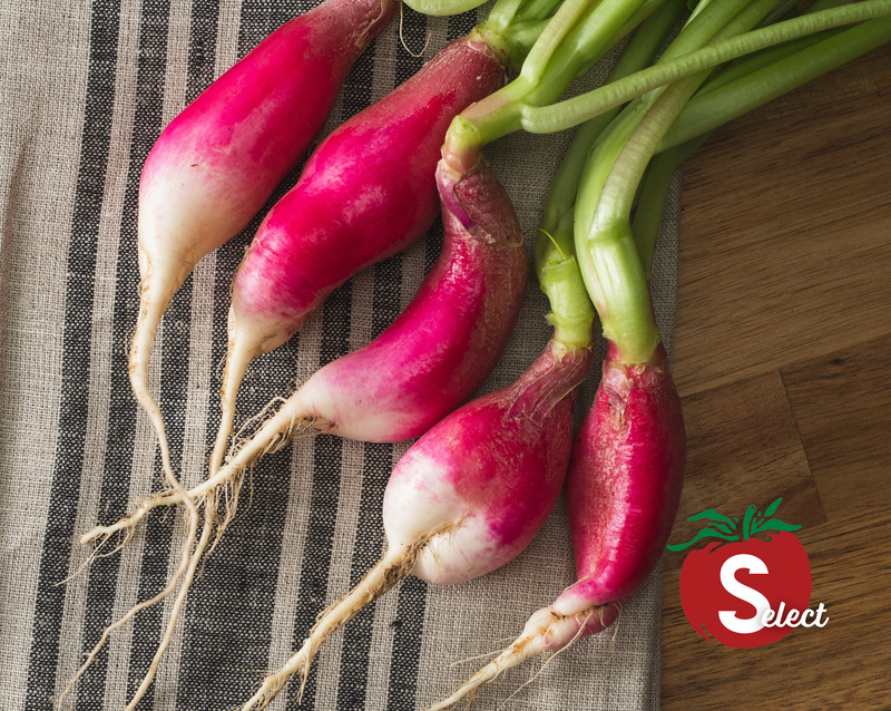 Bulk: French Breakfast Radish Seeds