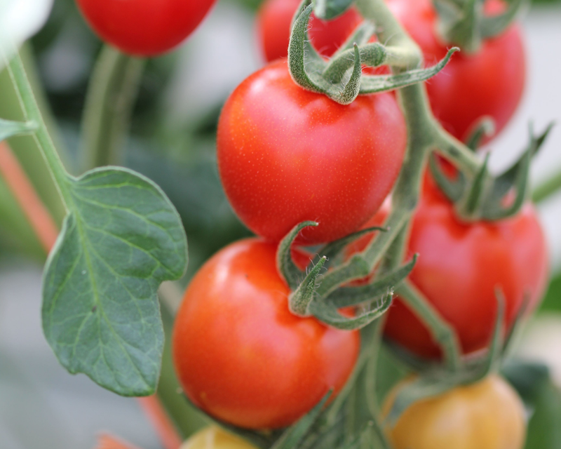 Mountain Magic Hybrid VFFFEbLb Tomato Seeds