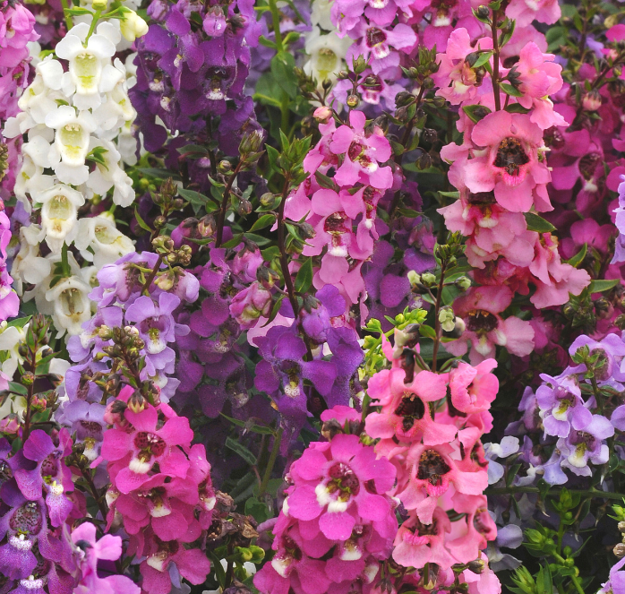 Bulk: Serena Hybrid Mix Angelonia Seeds