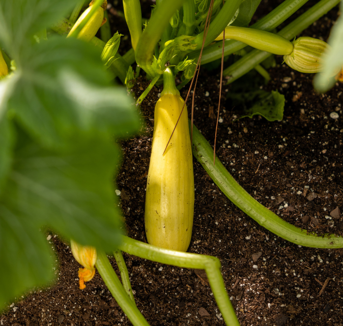 Bulk: Smooth Criminal Hybrid Summer Squash Seeds
