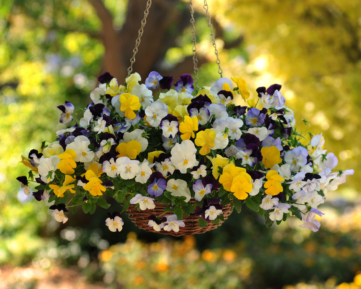 Cool Wave Trailing Hybrid Mix Pansy Seeds — Seeds 'n Such