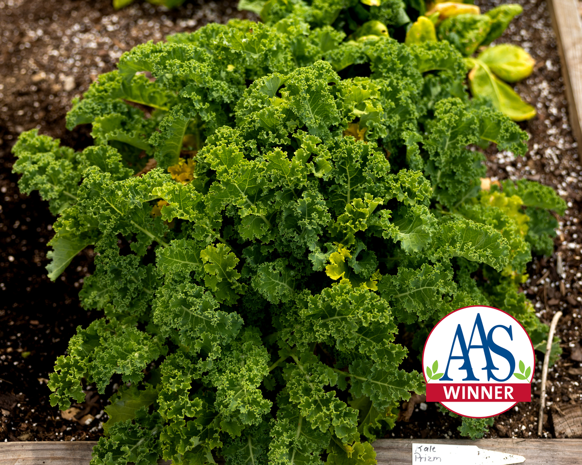 Prizm Hybrid Kale Seeds