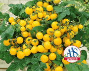 Patio Choice Yellow Hybrid Tomato Seeds