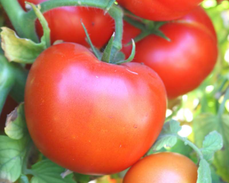 Bulk: Itz a Keeper Hybrid Tomato Seeds