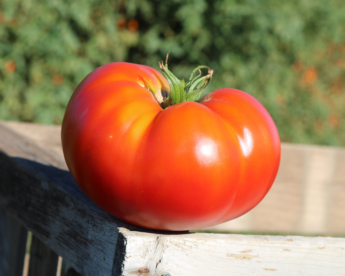 Better Boy Plus Hybrid Slicing VFNTAStTswv Tomato Seeds