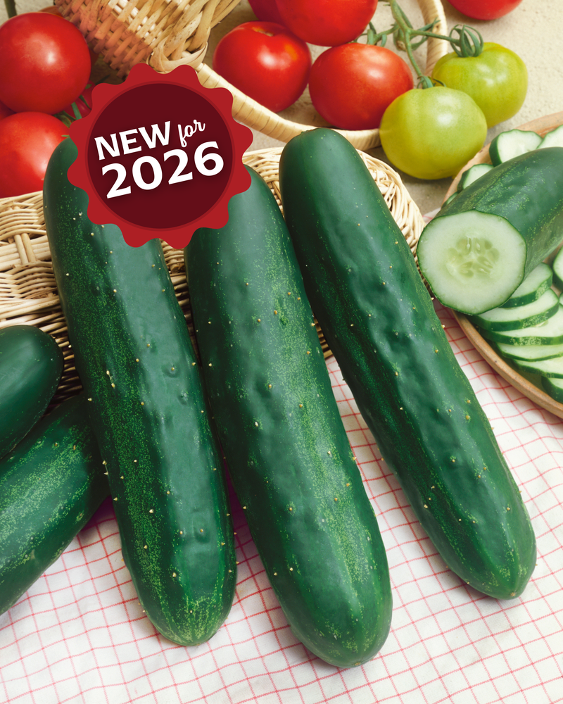 Bulk: Long Green Improved Cucumber Seeds