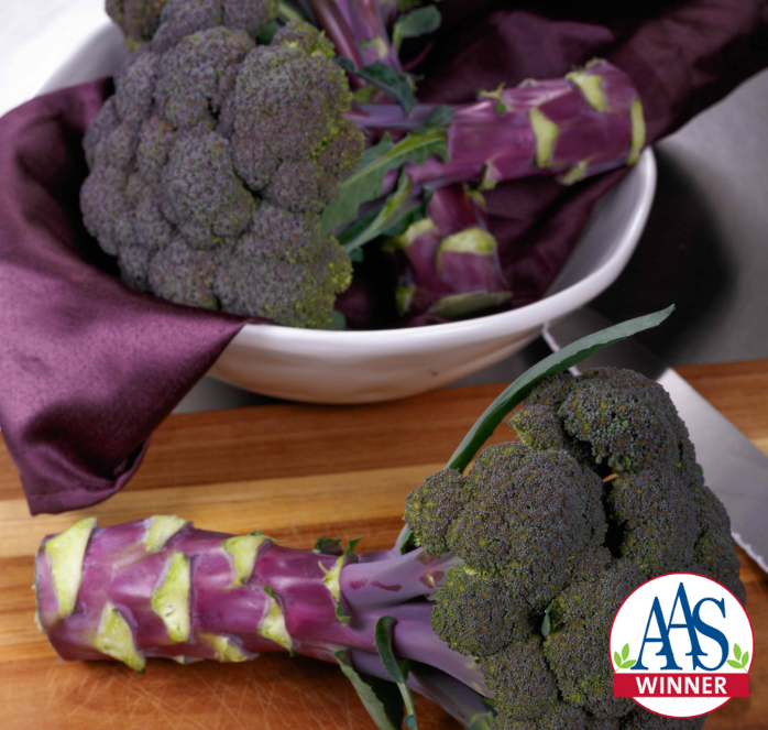 Purple Magic Hybrid Broccoli Seeds