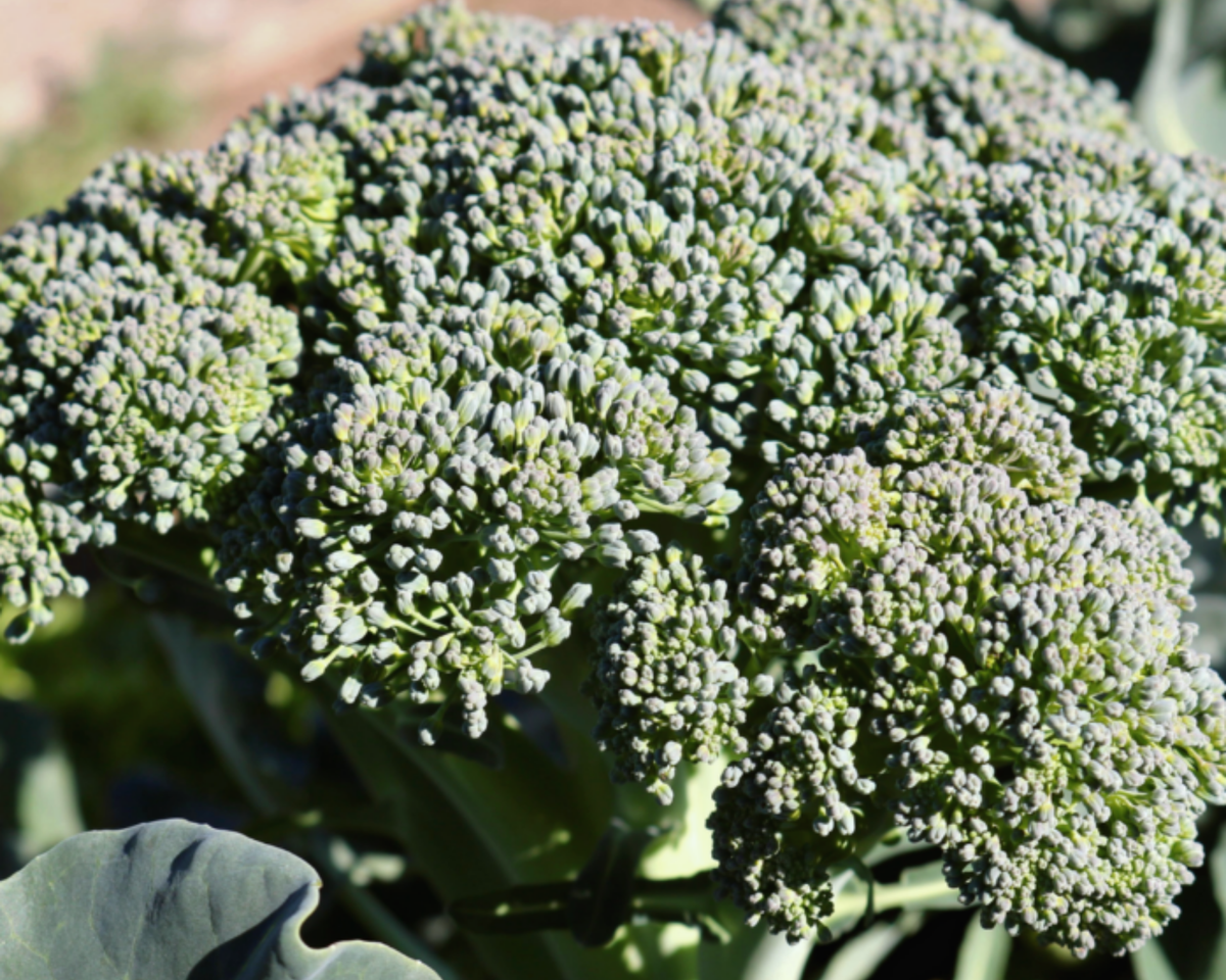 Castle Dome Hybrid Broccoli Seeds