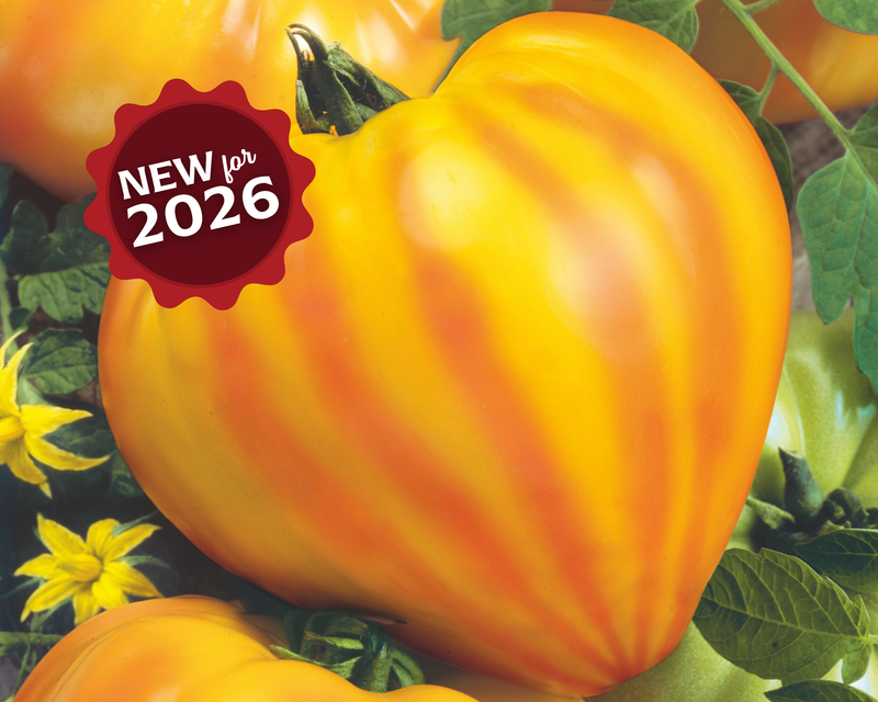Bulk: Oxheart Striped Bicolor Tomato Seeds