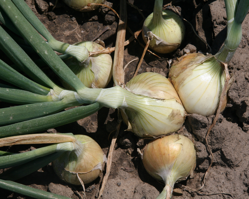 planting walla walla onion seeds Walla Walla Sweet Onion Seeds — Seeds 'n Such