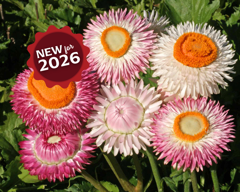 Dwarf Mix Strawflower Seeds