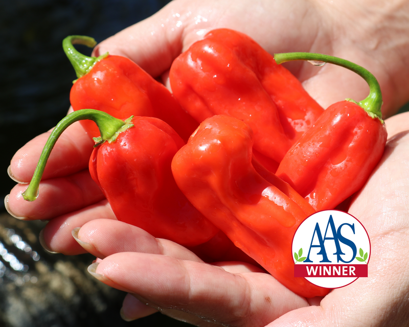 Roulette Habanero Hybrid Pepper Seeds