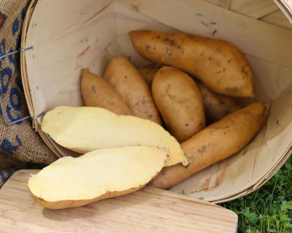 O'Henry Sweet Potato Plants