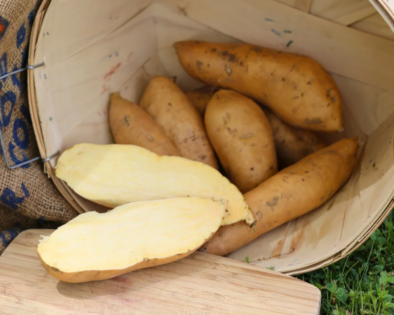 O'Henry Sweet Potato Plants