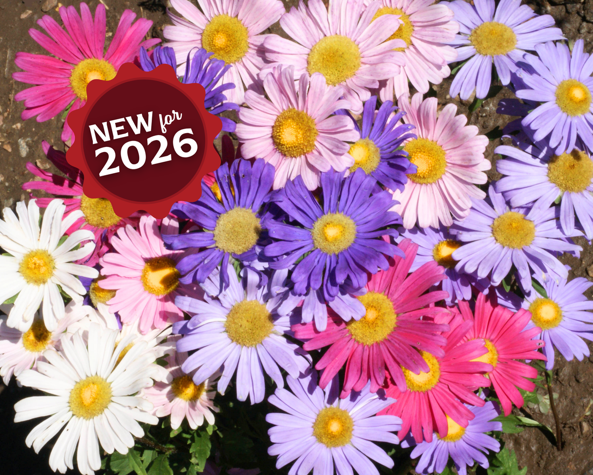 Single Rainbow Mix Aster Seeds