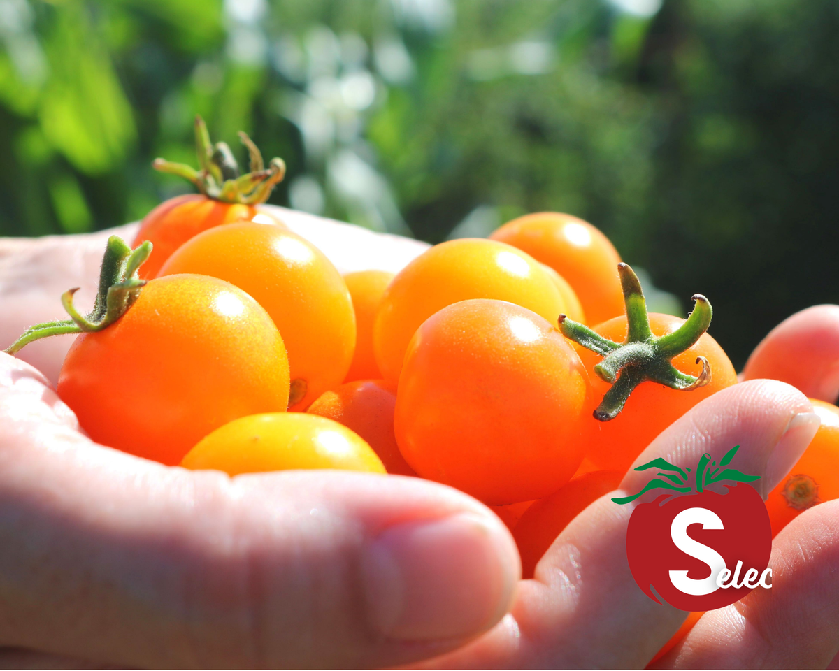 Sun Sugar Hybrid Golden Cherry Tomato Seeds