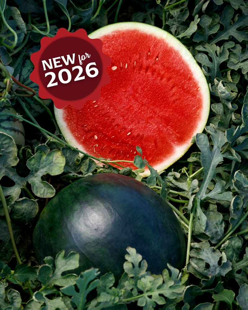 plant seedless watermelon seeds Eclipse Seedless Hybrid Watermelon Seeds