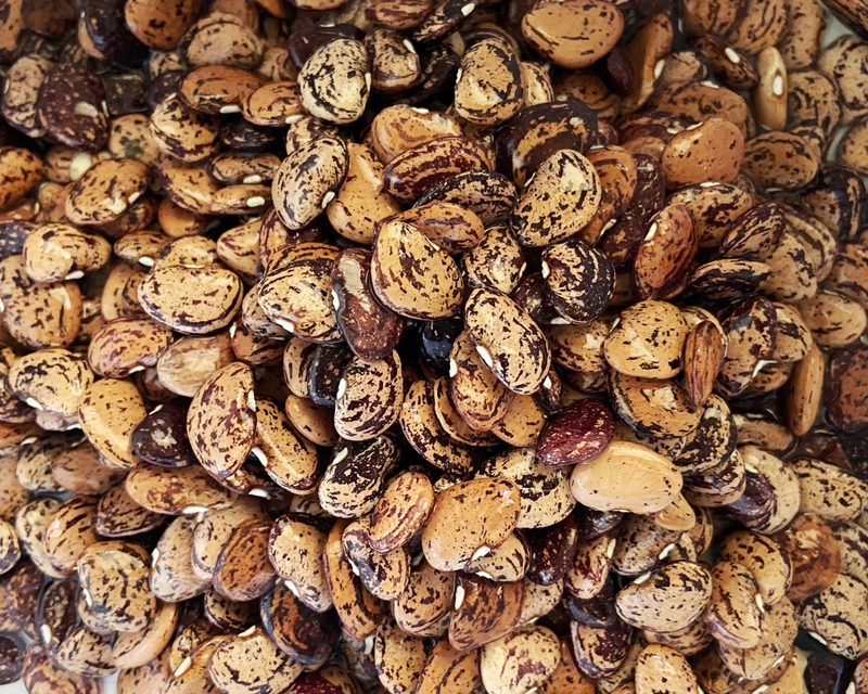 Jackson Wonder Bush Lima Bean Seeds