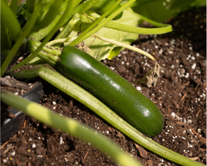 Spineless Supreme Hybrid Zucchini Squash Seeds
