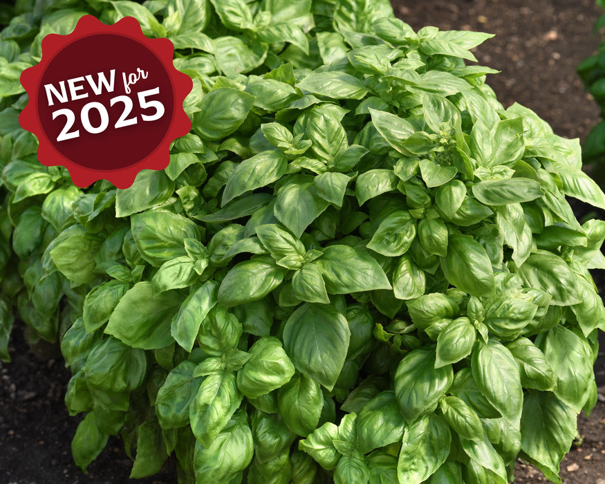 Bulk: Basil Seeds, Everleaf Genovese