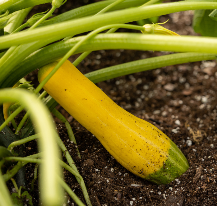 Bulk: Zephyr Hybrid Summer Squash Seeds