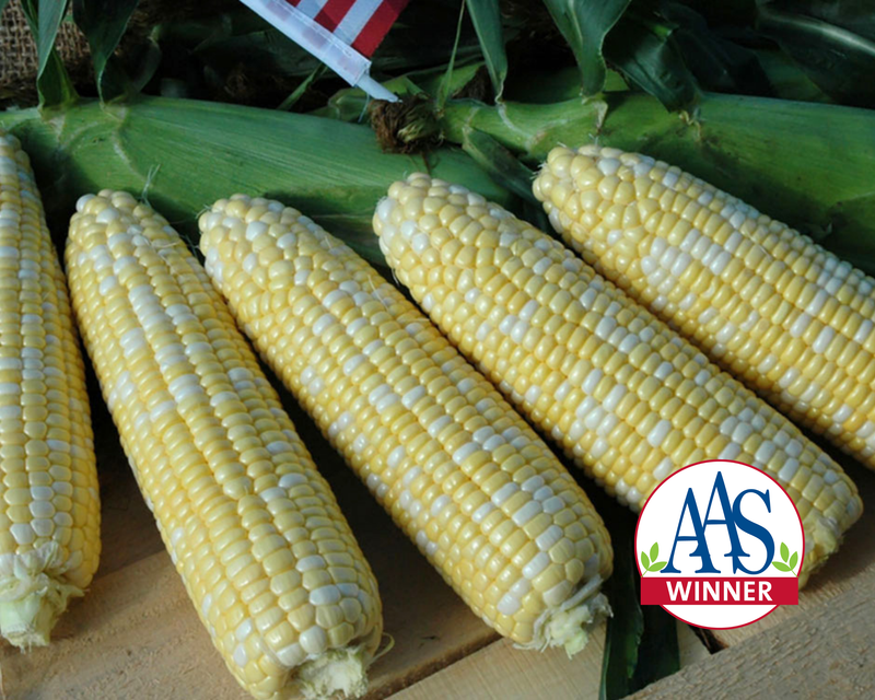 American Dream (bicolor sh2) Hybrid Sweet Corn Seeds
