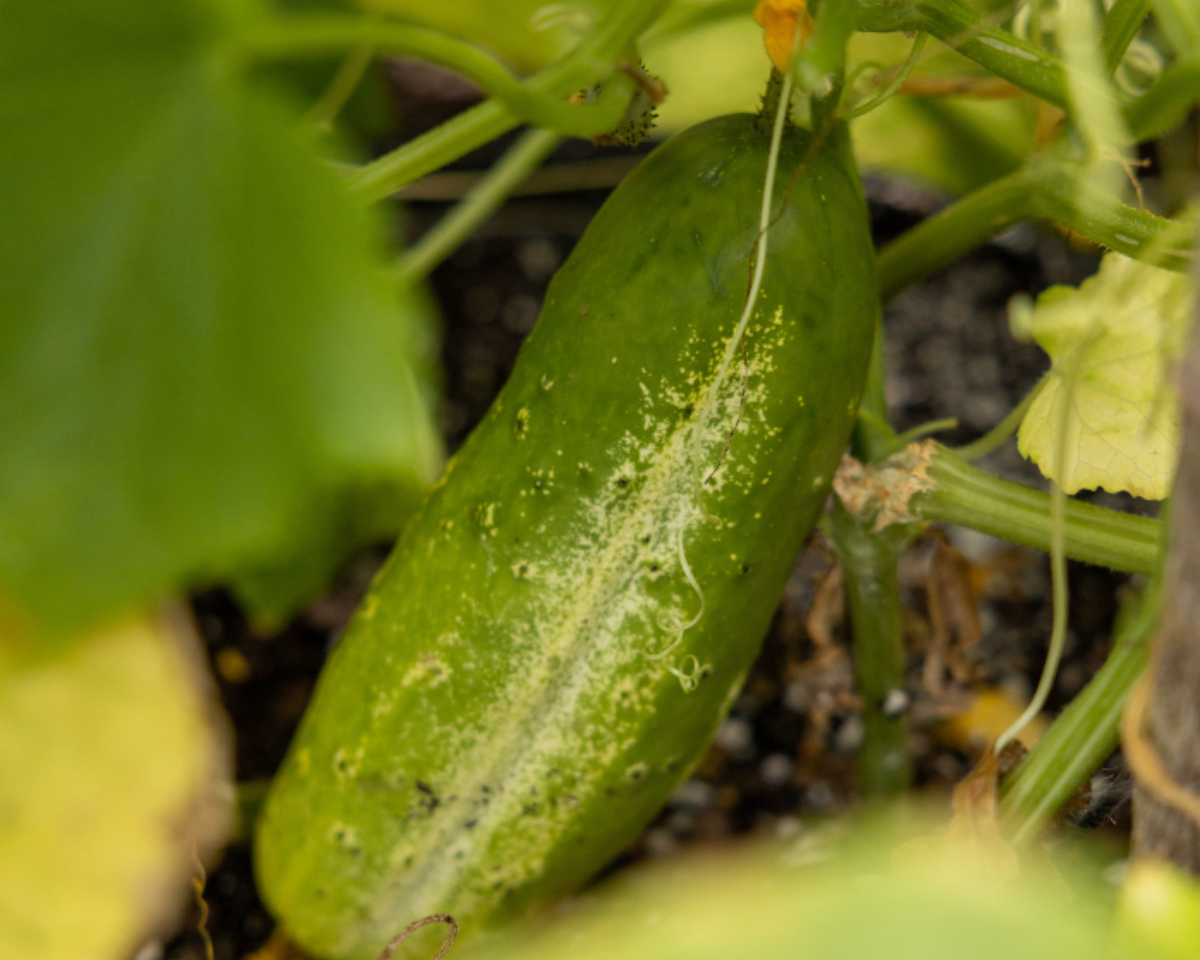 National Pickling Heirloom Cucumber Seeds