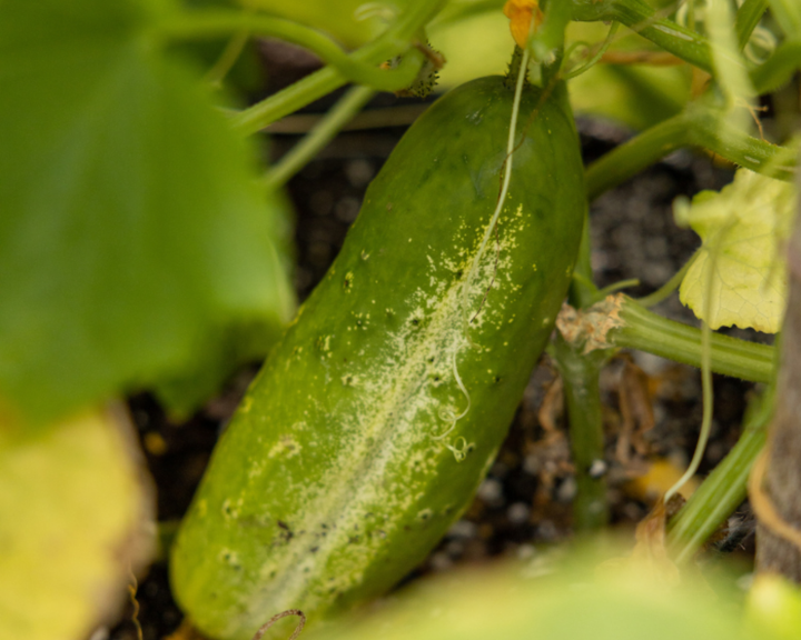 National Pickling Heirloom Cucumber Seeds