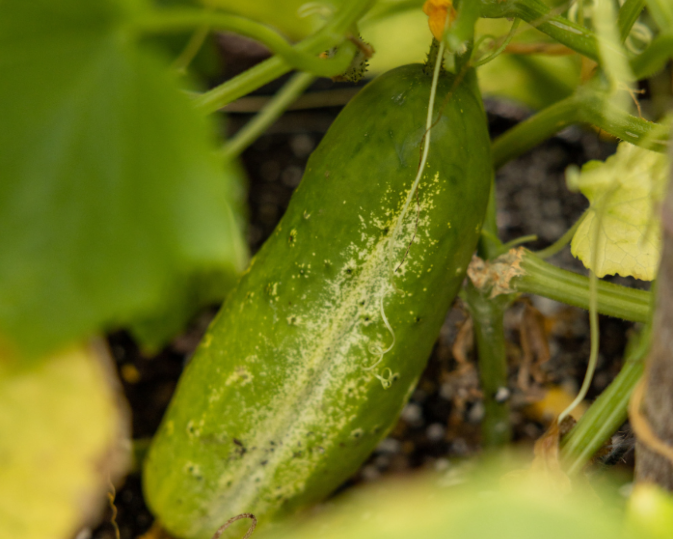Gherkins