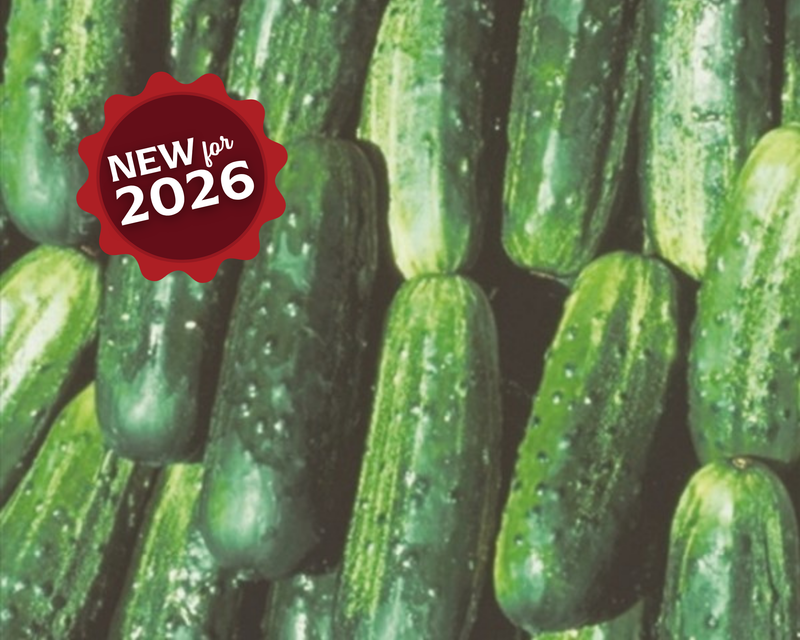 Bulk: Fancipak Hybrid Cucumber Seeds