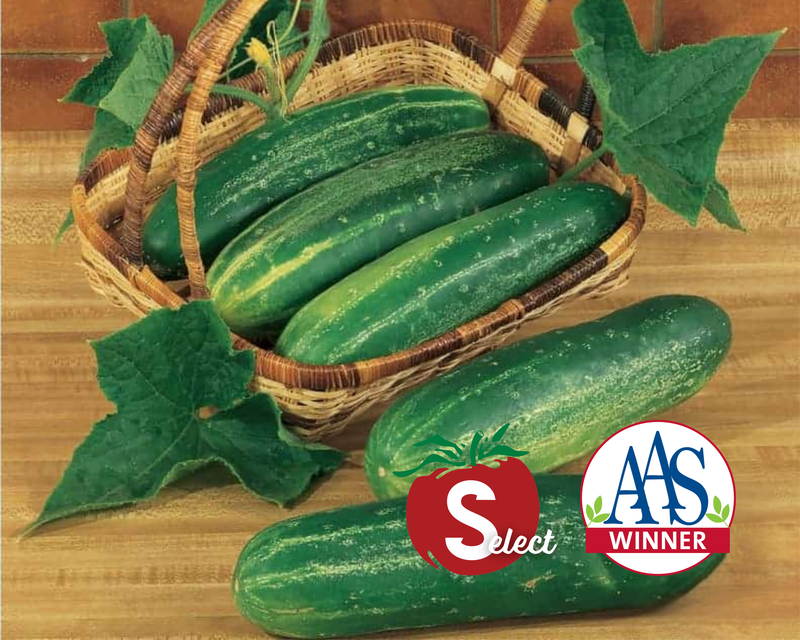 Straight Eight Cucumber Seeds