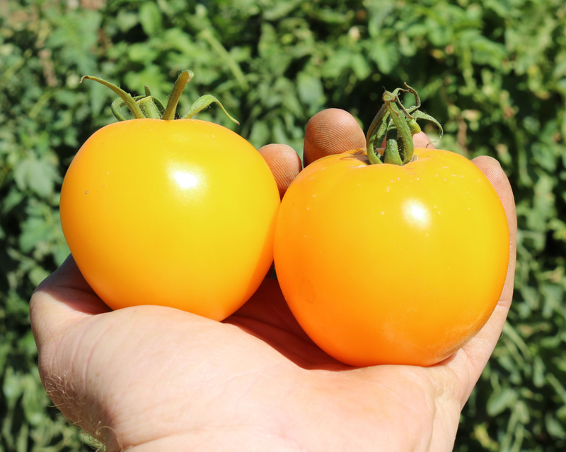 Lemon Boy Plus Hybrid Tomato Seeds