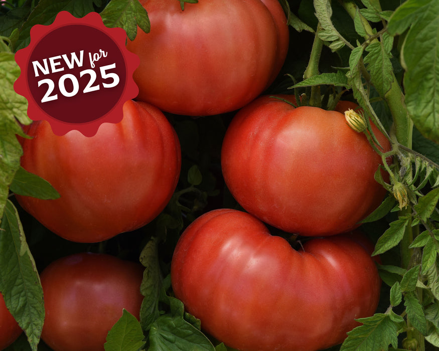 Bulk: Blushing Star Hybrid Tomato Seeds