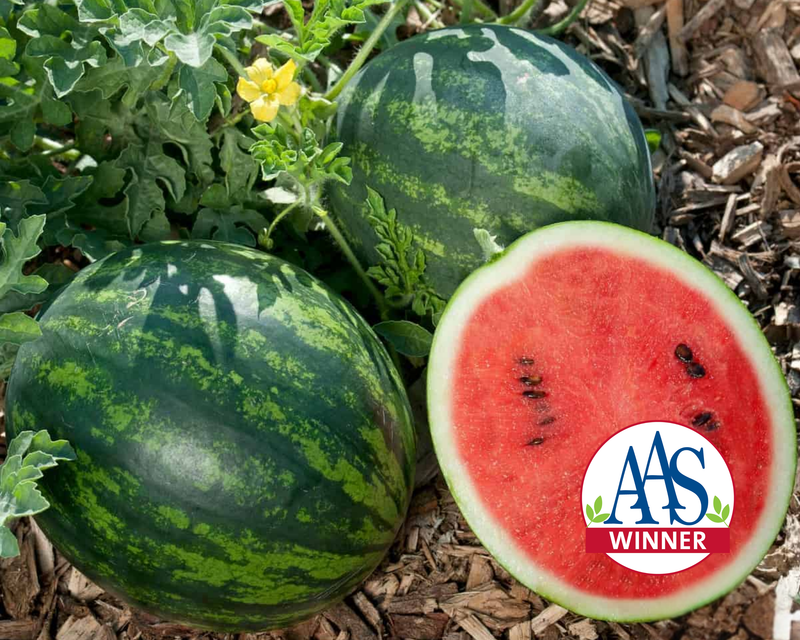 Mini Love Personal Hybrid Watermelon Seeds