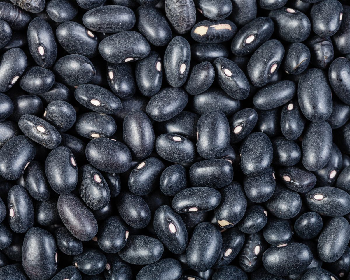 Black Turtle Bush Bean Seeds