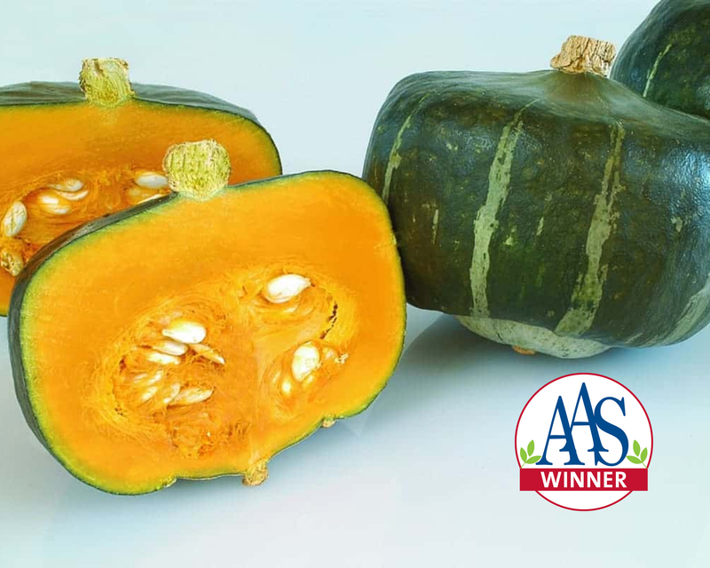 Bulk: Bonbon Buttercup Hybrid Winter Squash Seeds