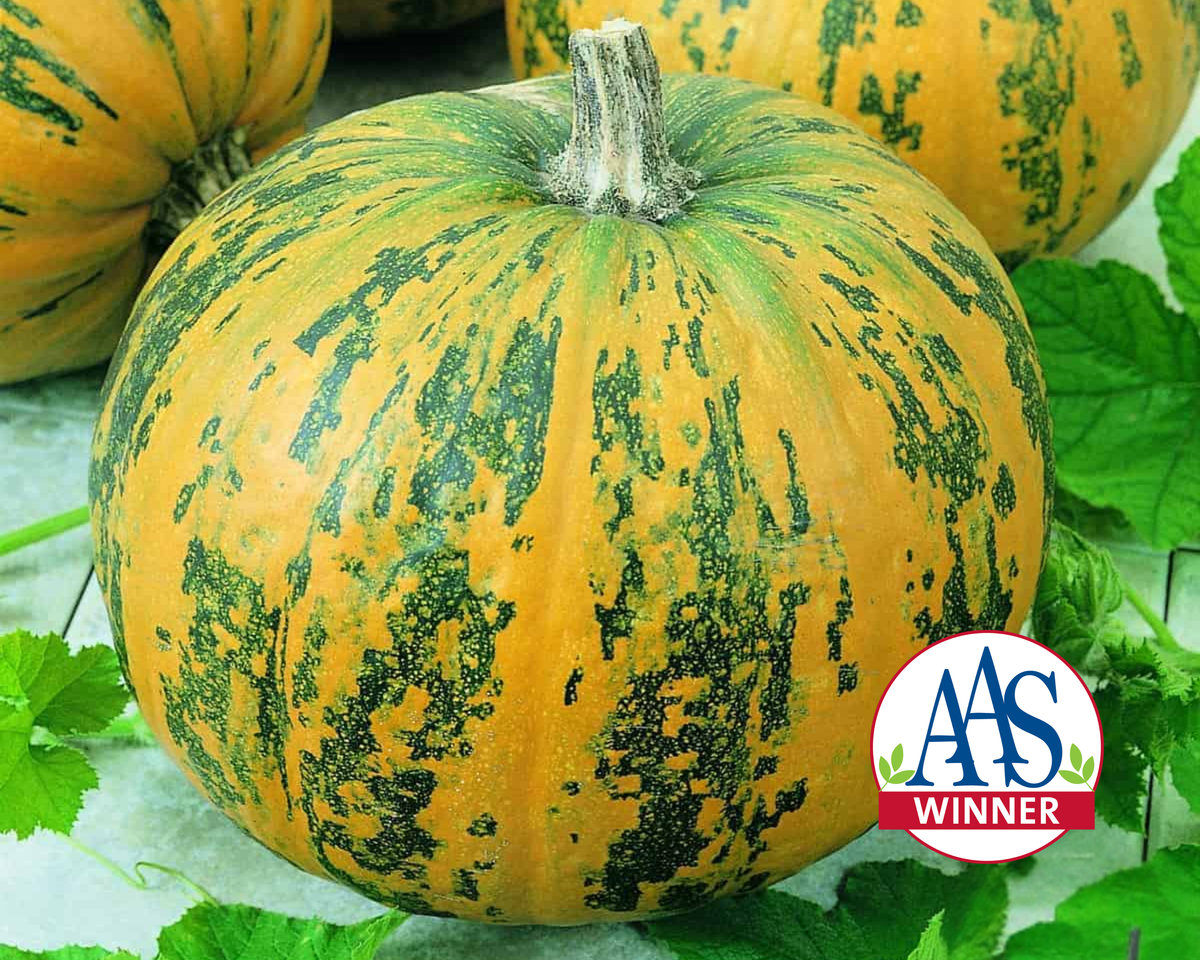 Pepitas Hybrid Pumpkin Seeds