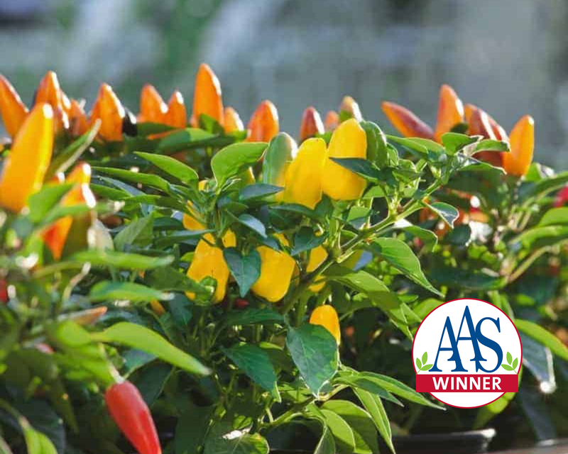 Bulk: Pretty 'n Sweet Hybrid Pepper Seeds