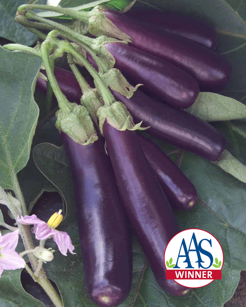 eggplantページ Ichiban Eggplant (2 Pack) – Bonnie Plants