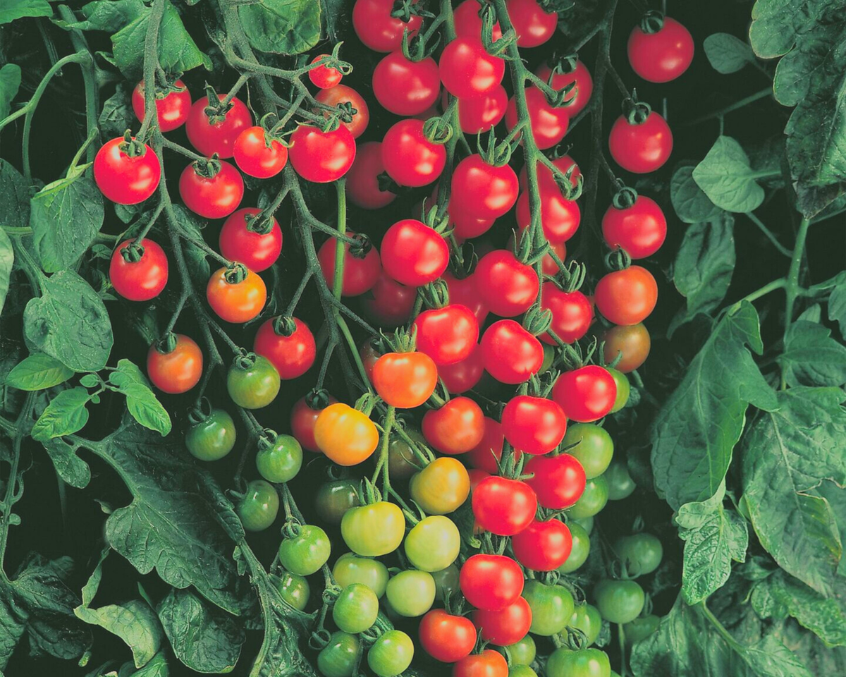 Supersweet 100 Hybrid Tomato Seeds