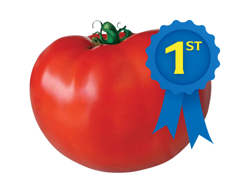 Bulk: Original Blue Ribbon Hybrid VFFNTASt Tomato Seeds