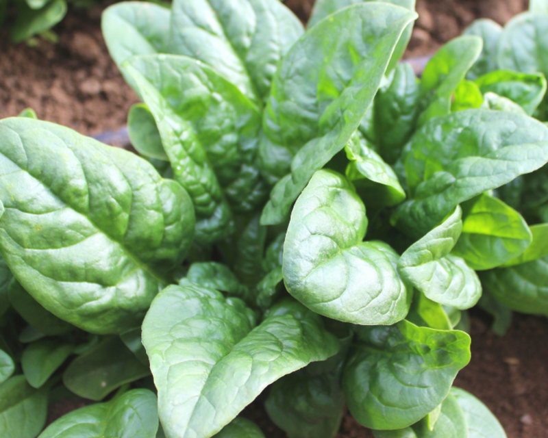 Green Beret Hybrid Spinach Seeds